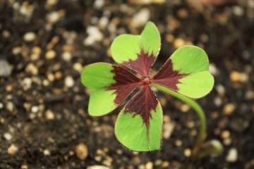 四つ葉のクローバー