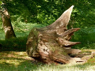 Uprooted old and rotten tree stump with moss and fungus