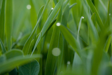 Spring grass