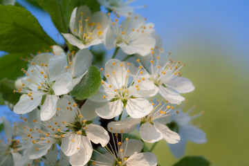 Blooming cherry-tree