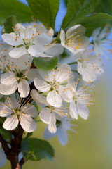 Blooming cherry-tree