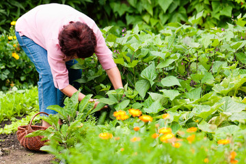 Frau erntet Gurken im Garten