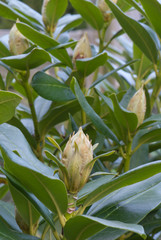 Blütenknospen eines Rhododendron im Frühling