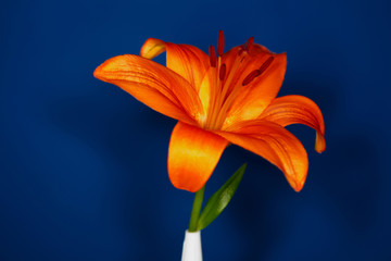 Orange Lilie vor Blau © Robert Kneschke