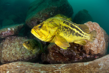 threestripe rockfishes under water in sea of japan, Russia