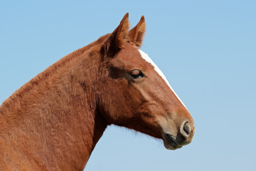 Obraz na płótnie Canvas Horse portrait