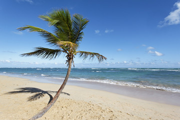 Obraz premium palm tree on a beach with ocean and sky