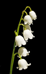 lily of the valley flowers on a black background