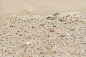 小石の混ざった砂浜の丘
