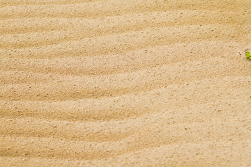 Fototapeta na wymiar 砂丘の模様