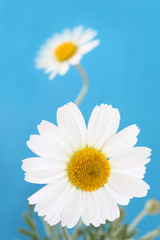 Chamomile.