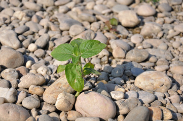 pflanze wächst am ufer mit steinen