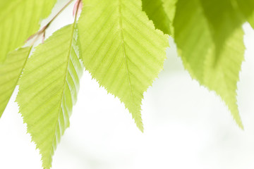 新緑の若葉