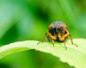 Cicada Portrait