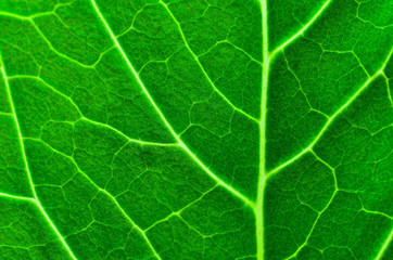 Vibrant green texture of a leaf