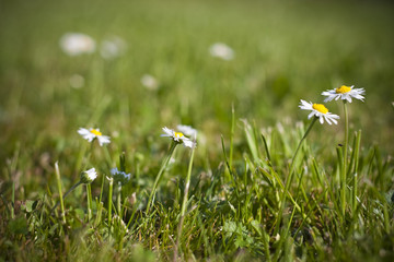 green grass and daisy