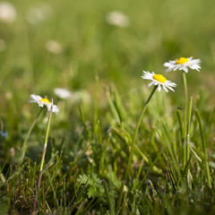 green grass and white daisy