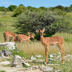 beautiful impala antelope
