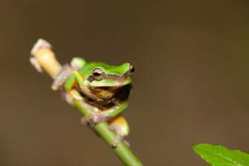 Tree frog on the leaf (Hyla chinensis)