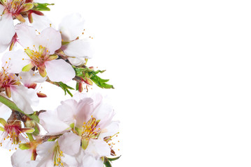 Fototapeta na wymiar Almond white flowers