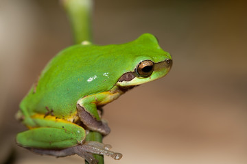 Tree frog on the leaf (Hyla chinensis)