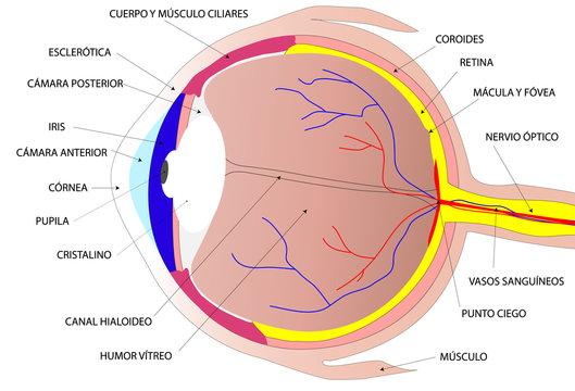 Dibujo del ojo humano