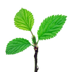 Close-up of green leaf