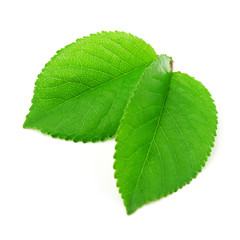 Leaf isolated on a white