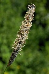 ear of blooming meadow-grass