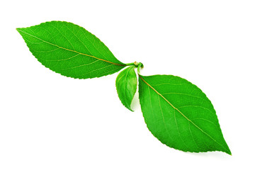 green leaf on white background