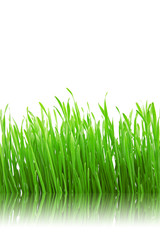 green grass with reflection on white background.