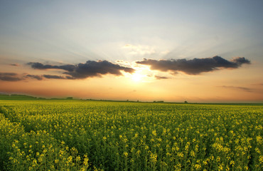Blumenfeld Weizenfeld beim Sonnenuntergang