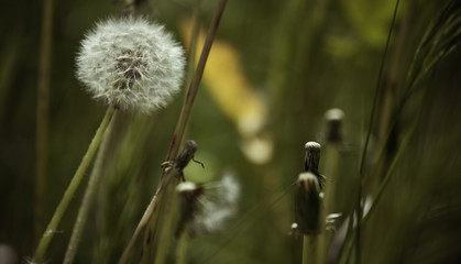 Dente de Le&atilde;o