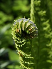 fern frond