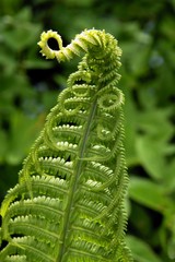 fern frond © Maria Brzostowska