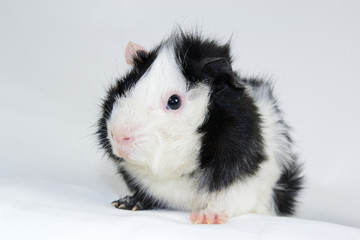 funny young guinea pig