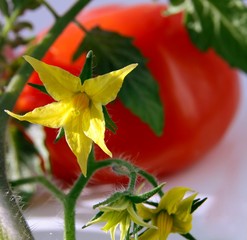 yellow flower of blooming tomato plant