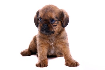 Welpe braun sitzend