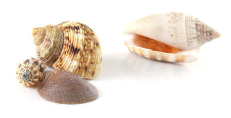 Shells