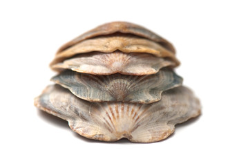 seashell