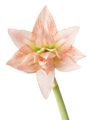 Hippeastrum, knight's-star