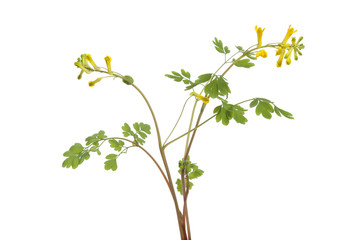 Sprig of flowering common rue