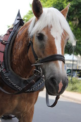 Fototapeta premium Pferd mit weiser Mähne