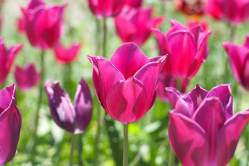 Obraz premium tulip