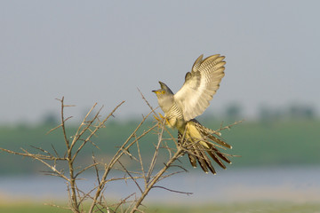 Common Cuckoo on the bush  /  Cuculus canorus
