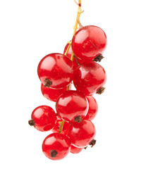 red currant