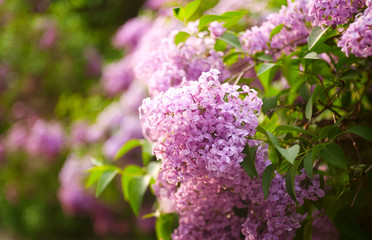 lilacs flowers