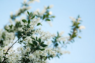 apricot white flowers