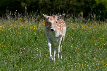 Dama Dama © Scharfetter