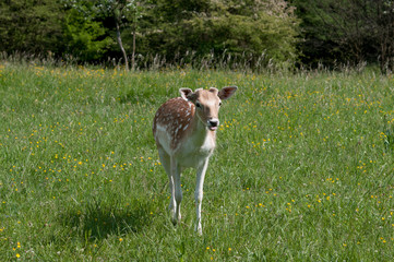 Dama Dama © Scharfetter